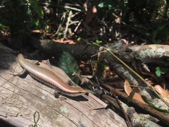 Spondylurus nitidus