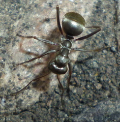 Formica subsericea