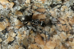 Formica subsericea