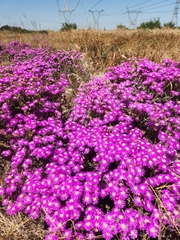 Lampranthus emarginatus