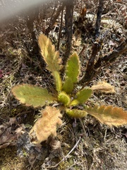Meconopsis paniculata