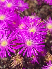 Lampranthus emarginatus