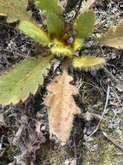 Meconopsis paniculata