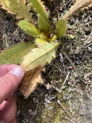 Meconopsis paniculata