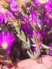 Lampranthus emarginatus