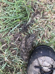 Canis lupus italicus