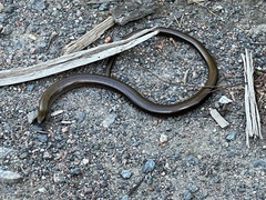 Anguis colchica