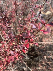 Berberis concinna