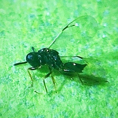 Pteromalidae