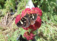 Phalaenoides tristifica