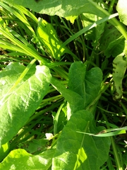 Beta vulgaris