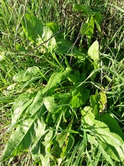 Beta vulgaris