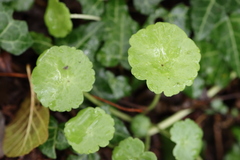 Hydrocotyle vulgaris