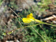 Linaria spartea