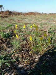 Linaria spartea