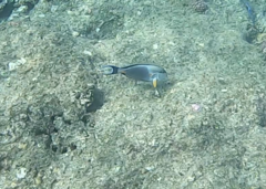 Acanthurus sohal