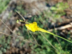 Linaria spartea