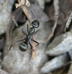 Formica subsericea