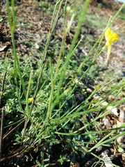Linaria spartea