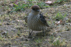 Cecropis cucullata