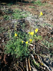 Linaria spartea