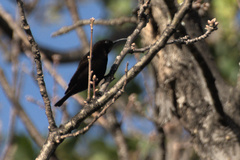 Chalcomitra amethystina amethystina