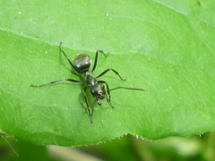 Formica subsericea