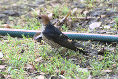 Cecropis cucullata