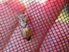 Rubiconia intermedia