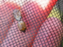 Rubiconia intermedia