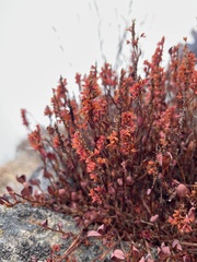 Bistorta vacciniifolia
