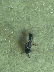 Pteromalidae