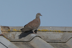 Columba guinea