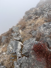 Bistorta vacciniifolia
