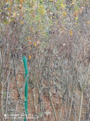 Aegithalos concinnus