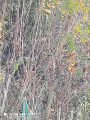 Aegithalos concinnus