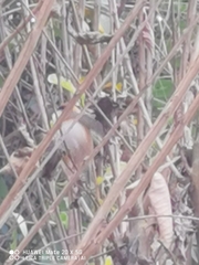 Aegithalos concinnus