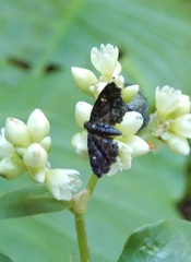 Drosophantis caeruleata