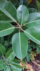 Ficus elastica