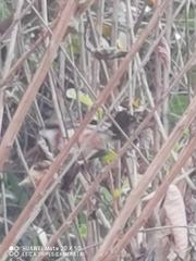 Aegithalos concinnus