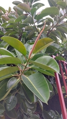 Ficus elastica