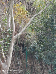 Aegithalos concinnus