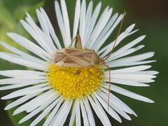 Adelphocoris lineolatus