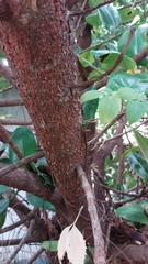Ficus elastica