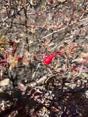 Rosa webbiana