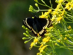 Papilio scamander
