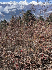 Rosa webbiana