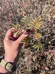 Rosa webbiana