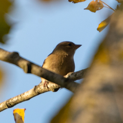 Fringilla coelebs