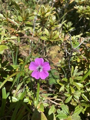 Geranium donianum